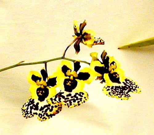 Tolumnia Kinnaree x Catherine Wilson 'Lek'